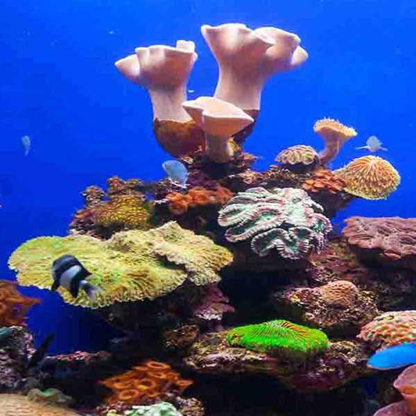 Big Blue Coral will make a perfect background for any fresh or salt water tank or aquarium as well as dry terrariums.