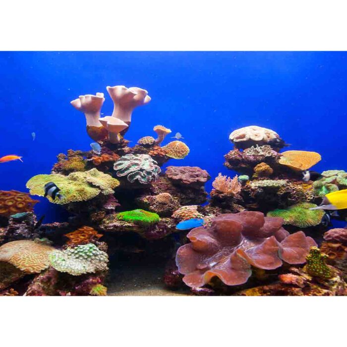 Big Blue Coral will make a perfect background for any fresh or salt water tank or aquarium as well as dry terrariums.