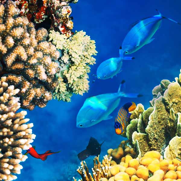 Coral Reef Ballet will make a perfect background for any fresh or salt water tank or aquarium as well as dry terrariums.