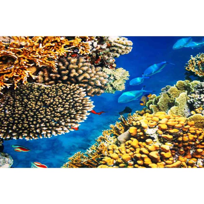 Coral Reef Ballet will make a perfect background for any fresh or salt water tank or aquarium as well as dry terrariums.