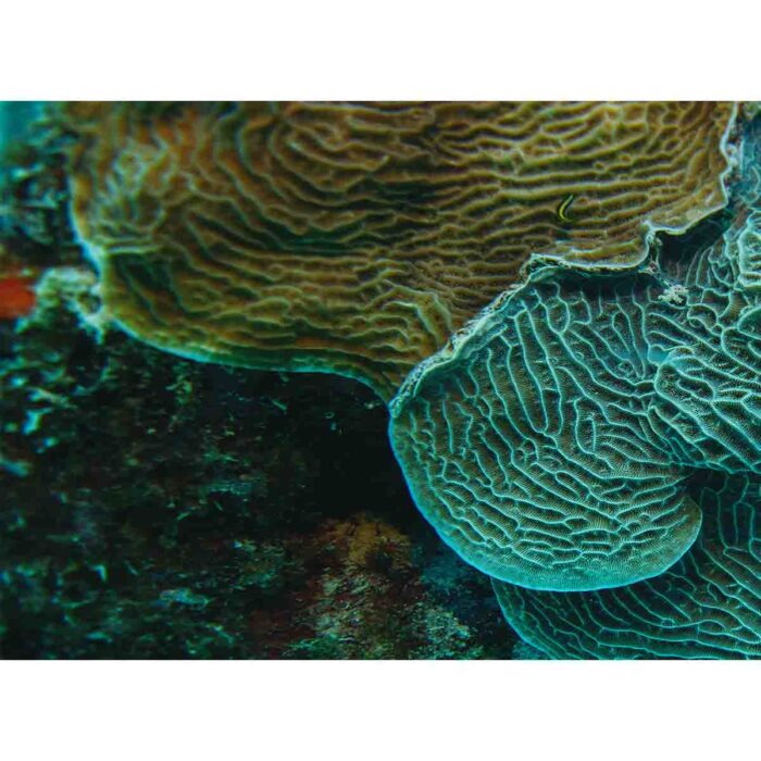 Macro Coral Wonder will make a perfect background for any fresh or salt water tank or aquarium as well as dry terrariums.