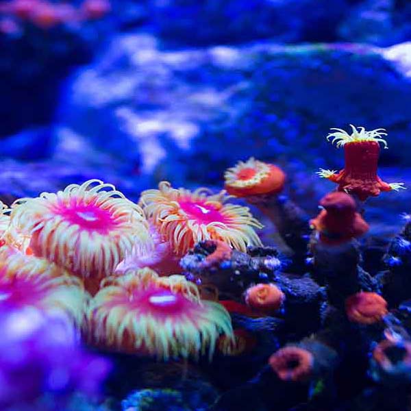 Underwater Life Radiance will make a perfect background for any fresh or salt water tank or aquarium as well as dry terrariums.