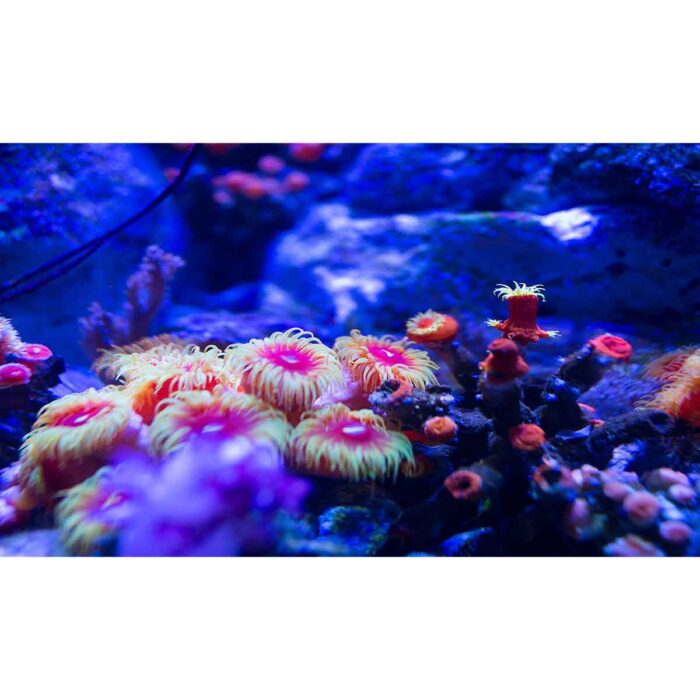 Underwater Life Radiance will make a perfect background for any fresh or salt water tank or aquarium as well as dry terrariums.