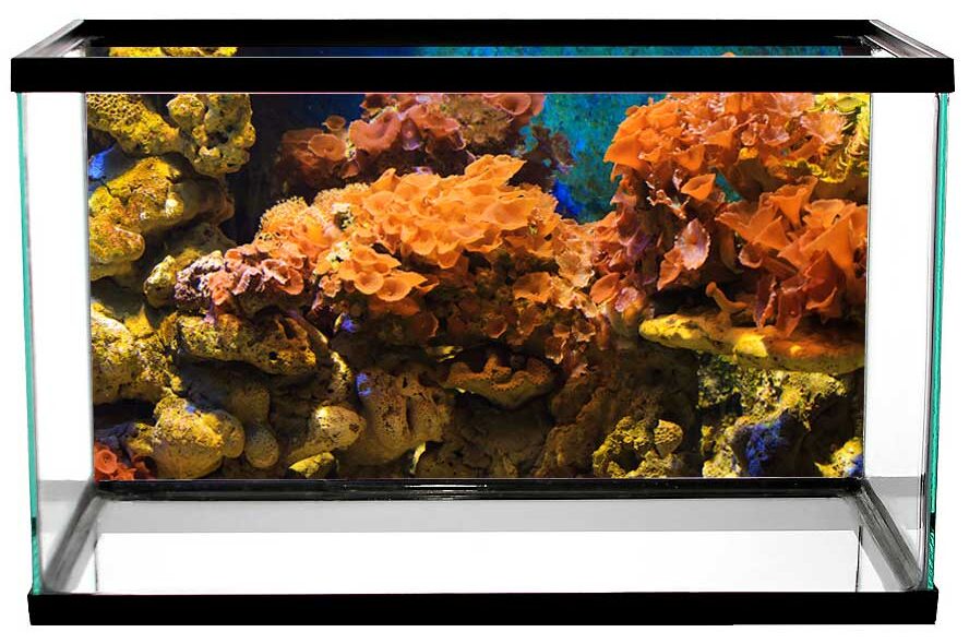 Custom aquarium, terrarium and tank backgrounds