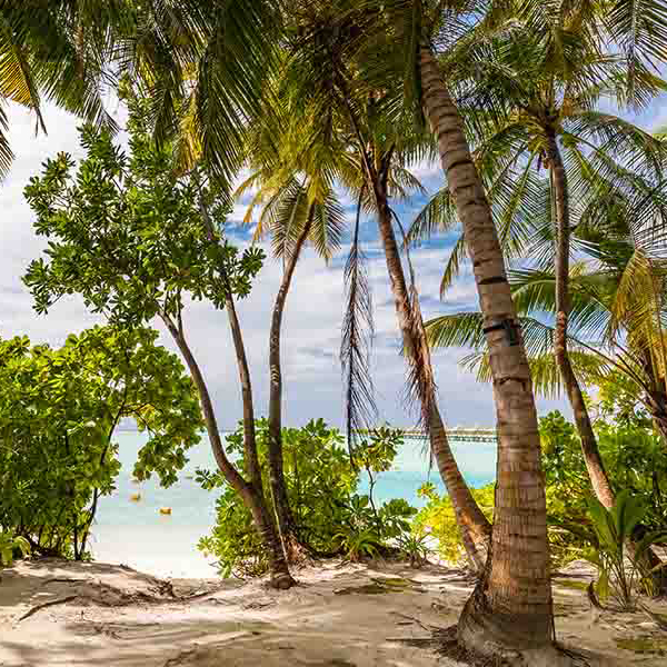 Amazing tropical beach makes a perfect background for any fresh or salt water tank or aquarium as well as dry terrariums.