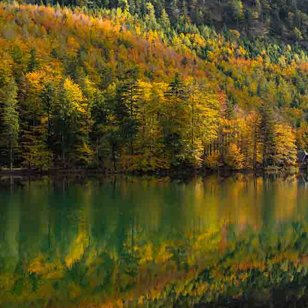 Autumn Forest Lake will make a perfect background for any fresh or salt water tank or aquarium as well as dry terrariums.