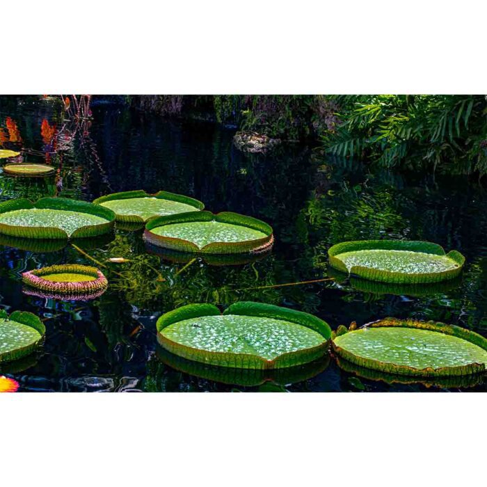 Green Lilly Pads makes a perfect background for any fresh or salt water tank or aquarium as well as dry terrariums.