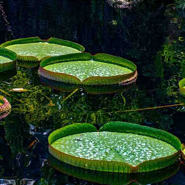 Green Lilly Pads makes a perfect background for any fresh or salt water tank or aquarium as well as dry terrariums.