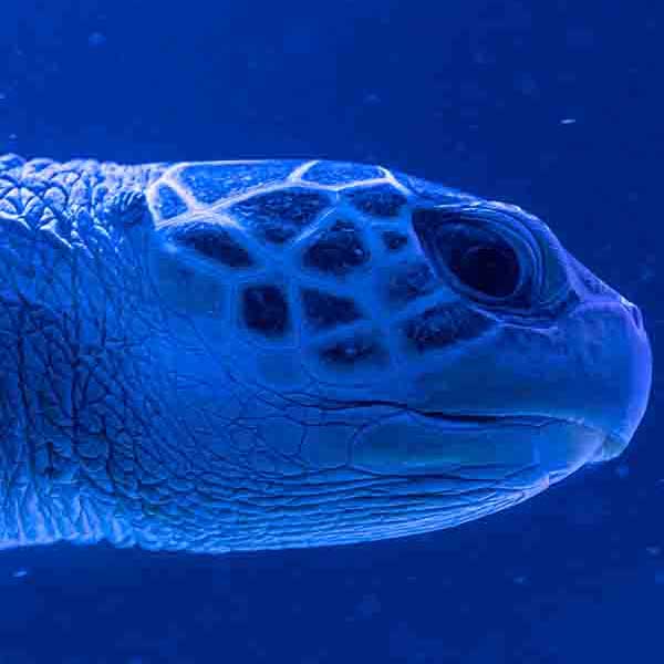 Blue Sea Turtle makes a perfect background for any fresh or salt water tank or aquarium as well as dry terrariums.