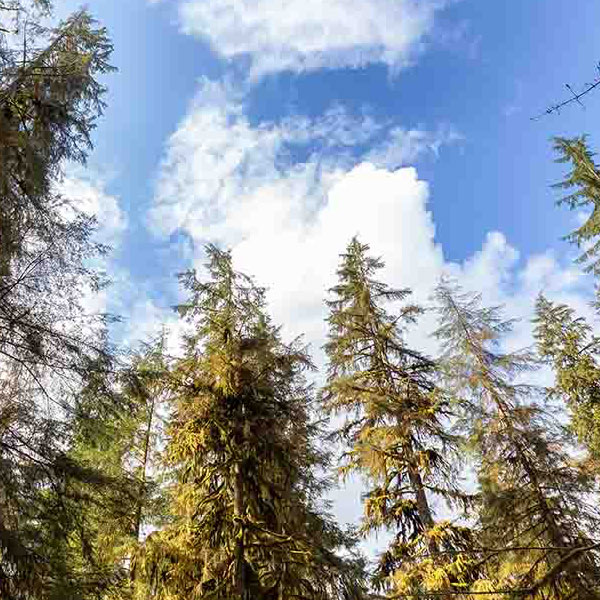 Blue Sky Forest will make a perfect background for any fresh or salt water tank or aquarium as well as dry terrariums.