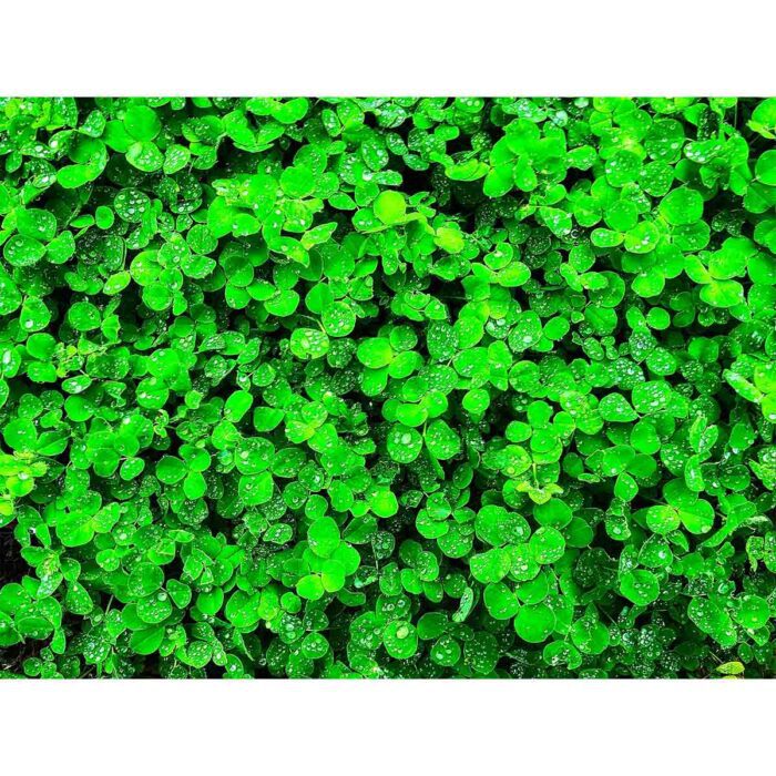 Bright Green Clovers make a perfect background for any fresh or salt water tank or aquarium as well as dry terrariums.