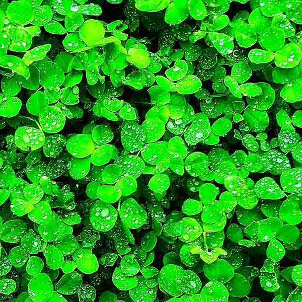 Bright Green Clovers make a perfect background for any fresh or salt water tank or aquarium as well as dry terrariums.