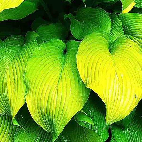 Bright Green Hostas make a perfect background for any fresh or salt water tank or aquarium as well as dry terrariums.