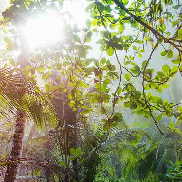 Bright Jungle Sun will make a perfect background for any fresh or salt water tank or aquarium as well as dry terrariums.