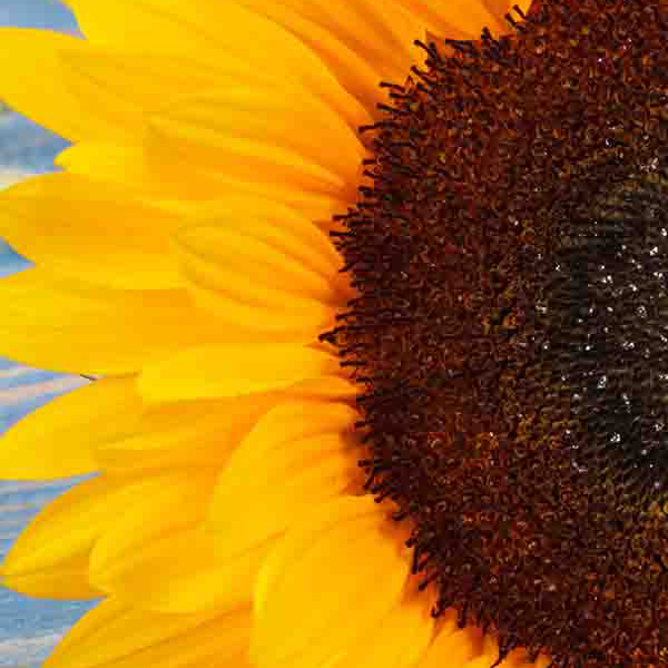 Bright yellow sunflower makes a perfect background for any fresh or salt water tank or aquarium as well as dry terrariums.