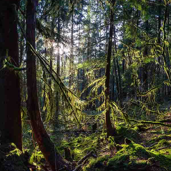 Magnificent Canadian Forest will make a perfect background for any fresh or salt water tank or aquarium as well as dry terrariums.