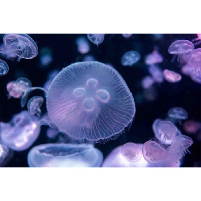 Multiple Colorful Jellyfish makes a perfect background for any fresh or salt water tank or aquarium as well as dry terrariums.