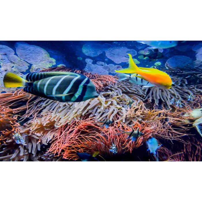 Colorful Fish Vibes will make a perfect background for any fresh or salt water tank or aquarium as well as dry terrariums.