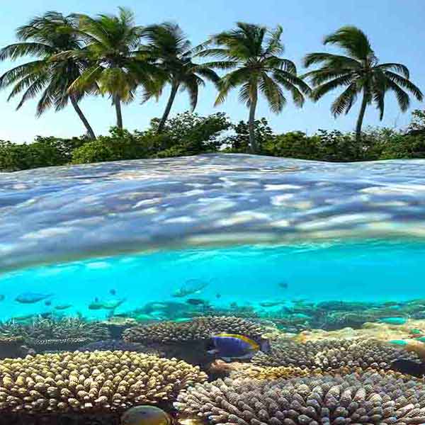 Coral Beach Underwater will make a perfect background for any fresh or salt water tank or aquarium as well as dry terrariums.