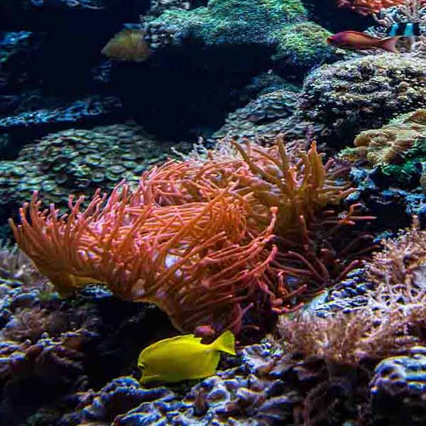 Coral Colony Sea will make a perfect background for any fresh or salt water tank or aquarium as well as dry terrariums.