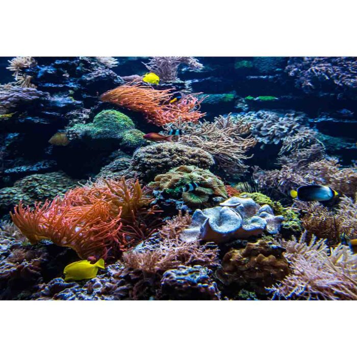 Coral Colony Sea will make a perfect background for any fresh or salt water tank or aquarium as well as dry terrariums.