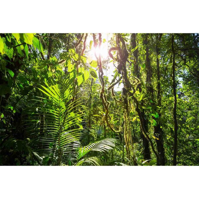 Costa Rica Jungle III will make a perfect background for any fresh or salt water tank or aquarium as well as dry terrariums.