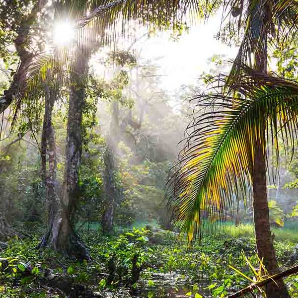 Costa Rica Jungle II will make a perfect background for any fresh or salt water tank or aquarium as well as dry terrariums.