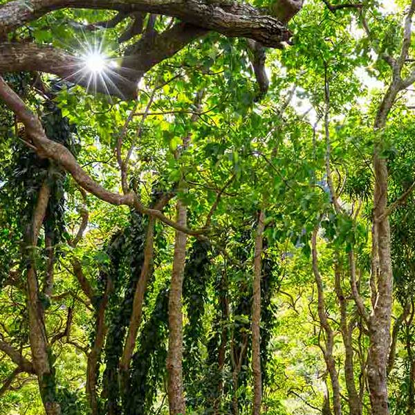 Fabulous Jungle Trees will make a perfect background for any fresh or salt water tank or aquarium as well as dry terrariums.