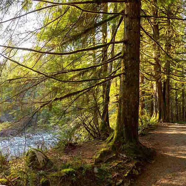 Fantastic Forest Trail makes a perfect background for any fresh or salt water tank or aquarium as well as dry terrariums.