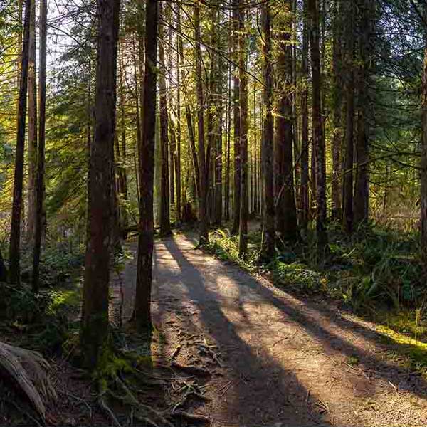 Fantastic Forest Trail III makes a perfect background for any fresh or salt water tank or aquarium as well as dry terrariums.