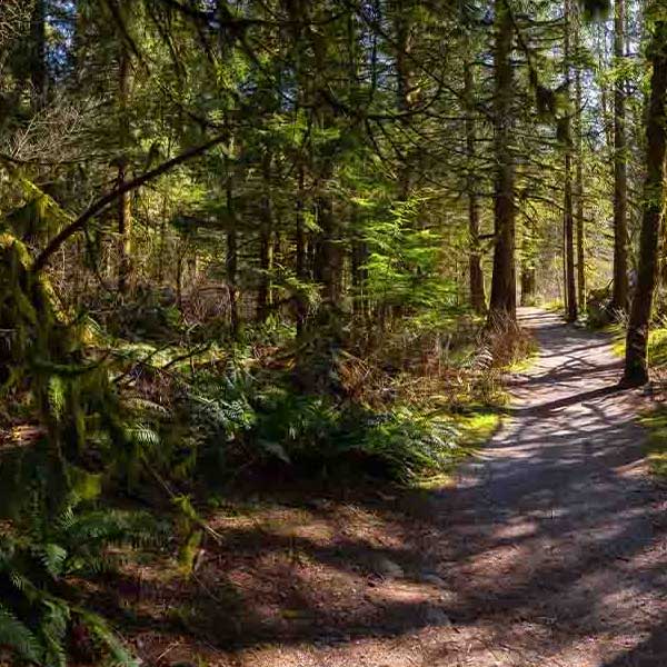 Fantastic Forest Trail V makes a perfect background for any fresh or salt water tank or aquarium as well as dry terrariums.