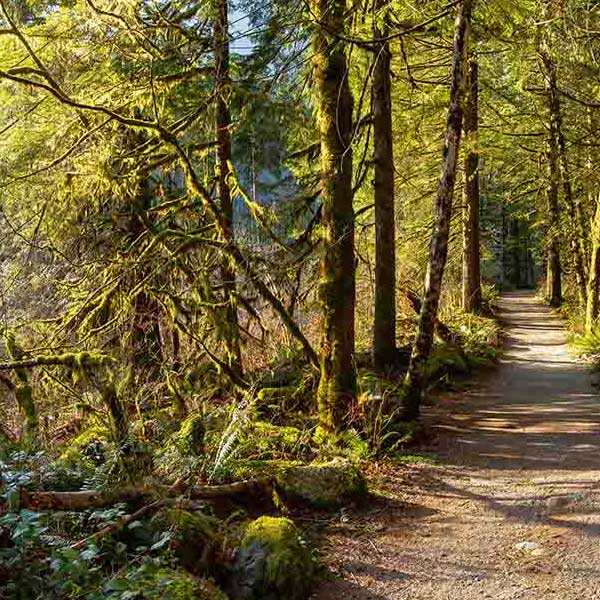 Fantastic Forest Trail VI makes a perfect background for any fresh or salt water tank or aquarium as well as dry terrariums.