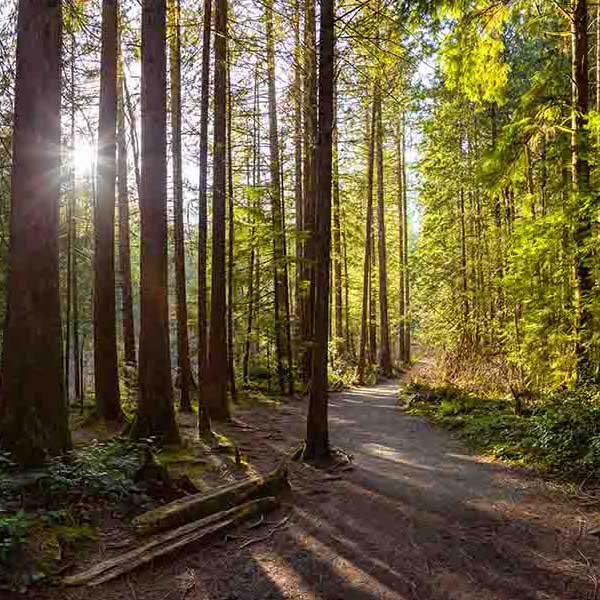 Fantastic Forest Trail II makes a perfect background for any fresh or salt water tank or aquarium as well as dry terrariums.