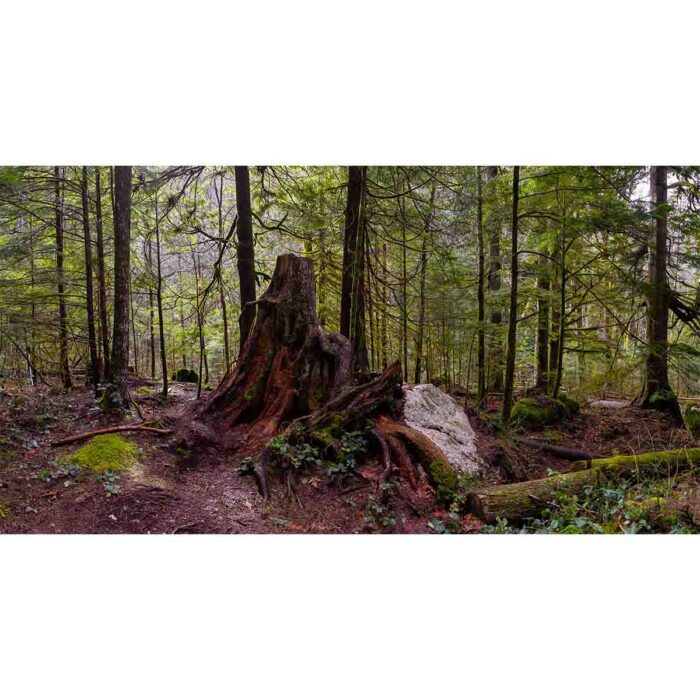 Giant Forest Stump will make a perfect background for any fresh or salt water tank or aquarium as well as dry terrariums.