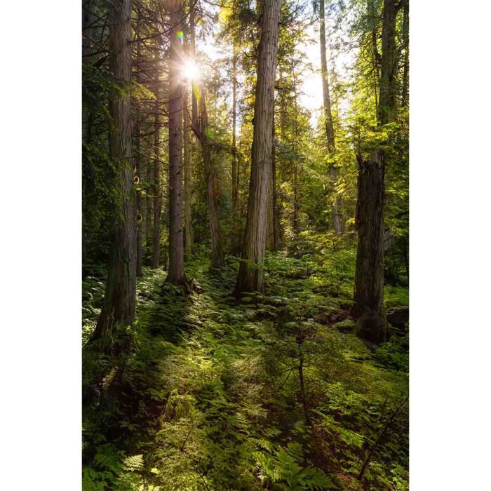 Forest Sunny Day will make a perfect background for any fresh or salt water tank or aquarium as well as dry terrariums.