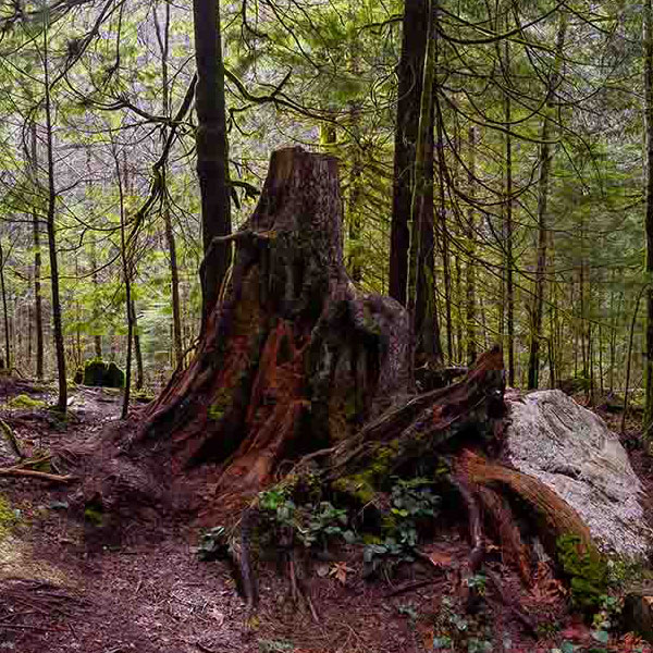 Giant Forest Stump will make a perfect background for any fresh or salt water tank or aquarium as well as dry terrariums.