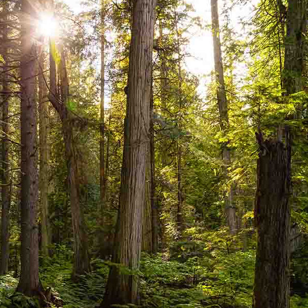 Forest Sunny Day will make a perfect background for any fresh or salt water tank or aquarium as well as dry terrariums.