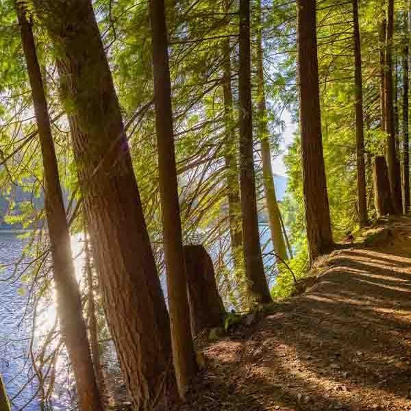 Gorgeous Lake Trail makes a perfect background for any fresh or salt water tank or aquarium as well as dry terrariums.