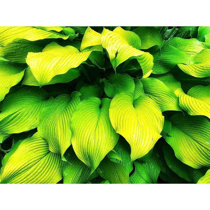 Bright Green Hostas make a perfect background for any fresh or salt water tank or aquarium as well as dry terrariums.