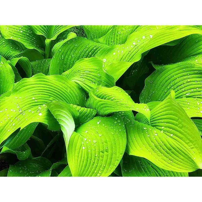 Hostas Rain Drops make a perfect background for any fresh or salt water tank or aquarium as well as dry terrariums.