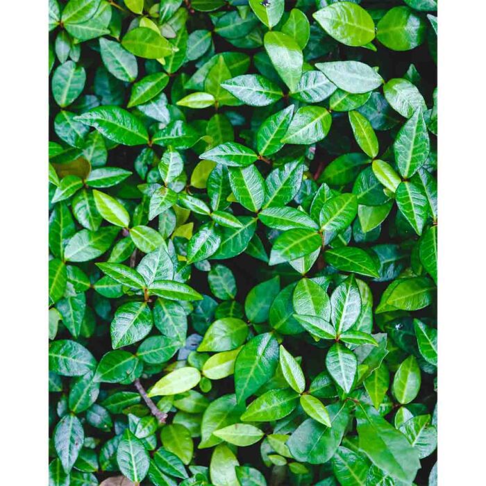 Dark Green Ivy makes a perfect background for any fresh or salt water tank or aquarium as well as dry terrariums.