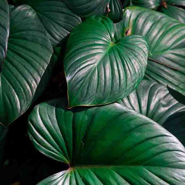 Green Jungle Leaves make a perfect background for any fresh or salt water tank or aquarium as well as dry terrariums.