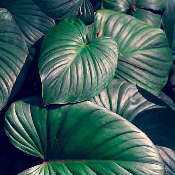 Green Jungle Leaves II make a perfect background for any fresh or salt water tank or aquarium as well as dry terrariums.