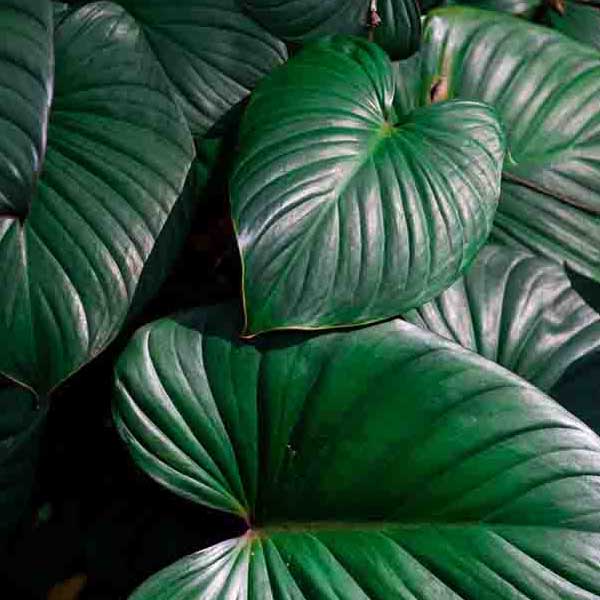 Green Jungle Leaves III make a perfect background for any fresh or salt water tank or aquarium as well as dry terrariums.