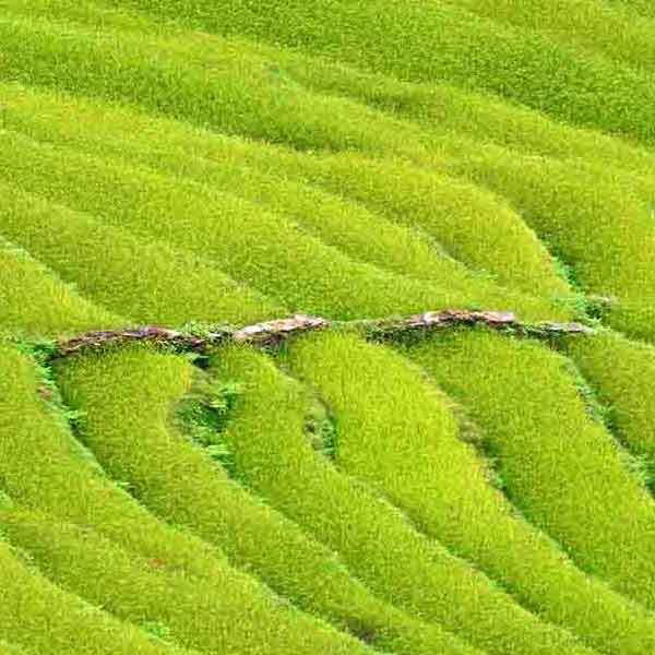 Green Paddy Fields will make a perfect background for any fresh or salt water tank or aquarium as well as dry terrariums.