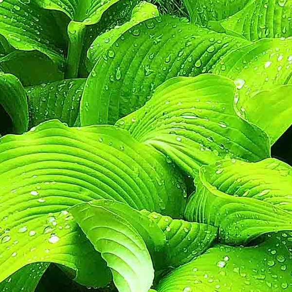 Hostas Rain Drops make a perfect background for any fresh or salt water tank or aquarium as well as dry terrariums.