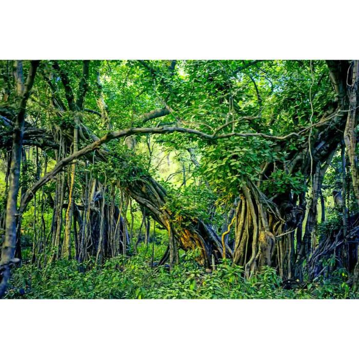 Indian Banyan Jungle II will make a perfect background for any fresh or salt water tank or aquarium as well as dry terrariums.