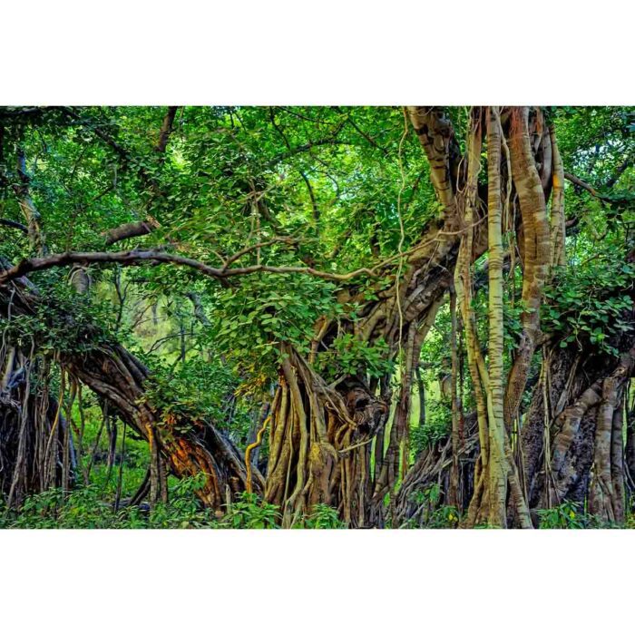 Indian Banyan Jungle will make a perfect background for any fresh or salt water tank or aquarium as well as dry terrariums.