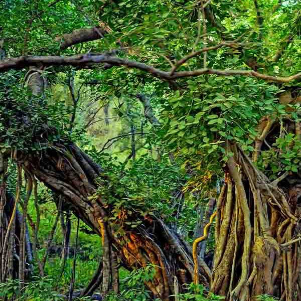 Indian Banyan Jungle will make a perfect background for any fresh or salt water tank or aquarium as well as dry terrariums.