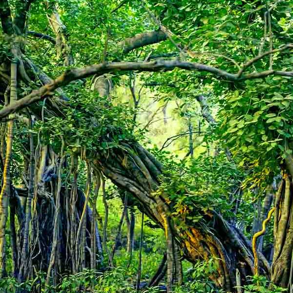 Indian Banyan Jungle II will make a perfect background for any fresh or salt water tank or aquarium as well as dry terrariums.